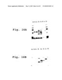 EXPRESSION OF HUMAN MILK PROTEINS IN TRANSGENIC PLANTS diagram and image