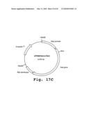 EXPRESSION OF HUMAN MILK PROTEINS IN TRANSGENIC PLANTS diagram and image