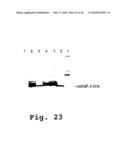 EXPRESSION OF HUMAN MILK PROTEINS IN TRANSGENIC PLANTS diagram and image