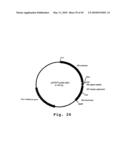 EXPRESSION OF HUMAN MILK PROTEINS IN TRANSGENIC PLANTS diagram and image