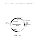 EXPRESSION OF HUMAN MILK PROTEINS IN TRANSGENIC PLANTS diagram and image