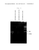 METHOD FOR AMPLIFYING DNA FRAGMENT diagram and image
