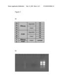 MODIFIED POLYNUCLEOTIDES COMPRISING RIBOSE RINGS diagram and image