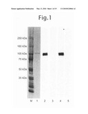 ANTIBODY SPECIFIC TO INTACT HUMAN AUTOTAXIN, METHOD OF SCREENING THE SAME AND METHOD AND REAGENT FOR EXAMINING MALIGNANT LYMPHOMA BY ASSAYING AUTOTAXIN diagram and image