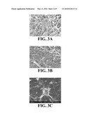 Compositions and Methods for Making and Using Laminin Nanofibers diagram and image