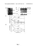 MRNA Interferase from Myxococcus Xanthus diagram and image