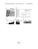 MRNA Interferase from Myxococcus Xanthus diagram and image