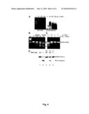 MRNA Interferase from Myxococcus Xanthus diagram and image