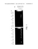 Process for typing of HCV isolates diagram and image