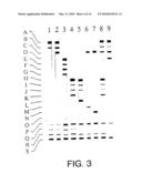 Process for typing of HCV isolates diagram and image