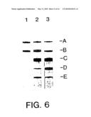 Process for typing of HCV isolates diagram and image