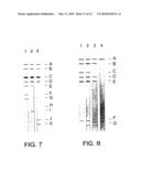 Process for typing of HCV isolates diagram and image