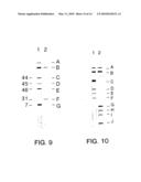 Process for typing of HCV isolates diagram and image