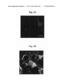 CELL AGGREGATE-HYDROGEL-POLYMER SCAFFOLD COMPLEX FOR CARTILAGE REGENERATION, METHOD FOR THE PREPARATION THEREOF AND COMPOSITION COMPRISING THE SAME diagram and image