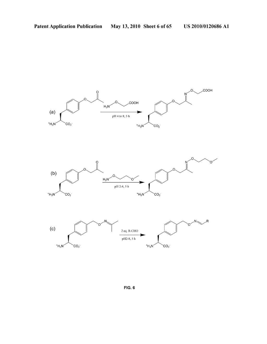 COMPOSITIONS CONTAINING, METHODS INVOLVING, AND USES OF NON-NATURAL AMINO ACIDS AND POLYPEPTIDES - diagram, schematic, and image 07