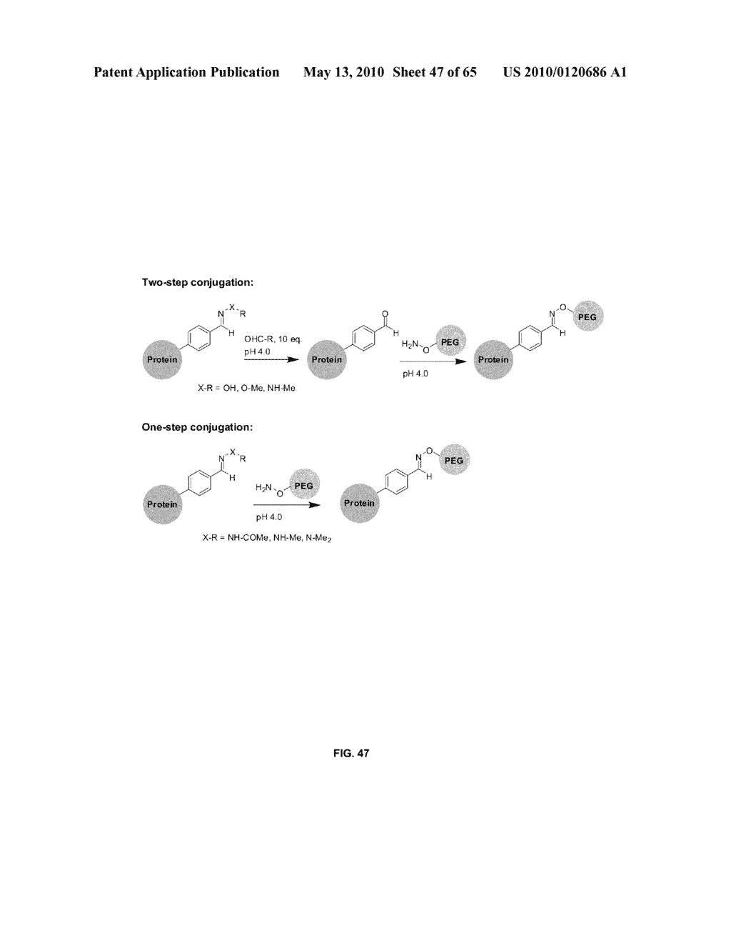COMPOSITIONS CONTAINING, METHODS INVOLVING, AND USES OF NON-NATURAL AMINO ACIDS AND POLYPEPTIDES - diagram, schematic, and image 48