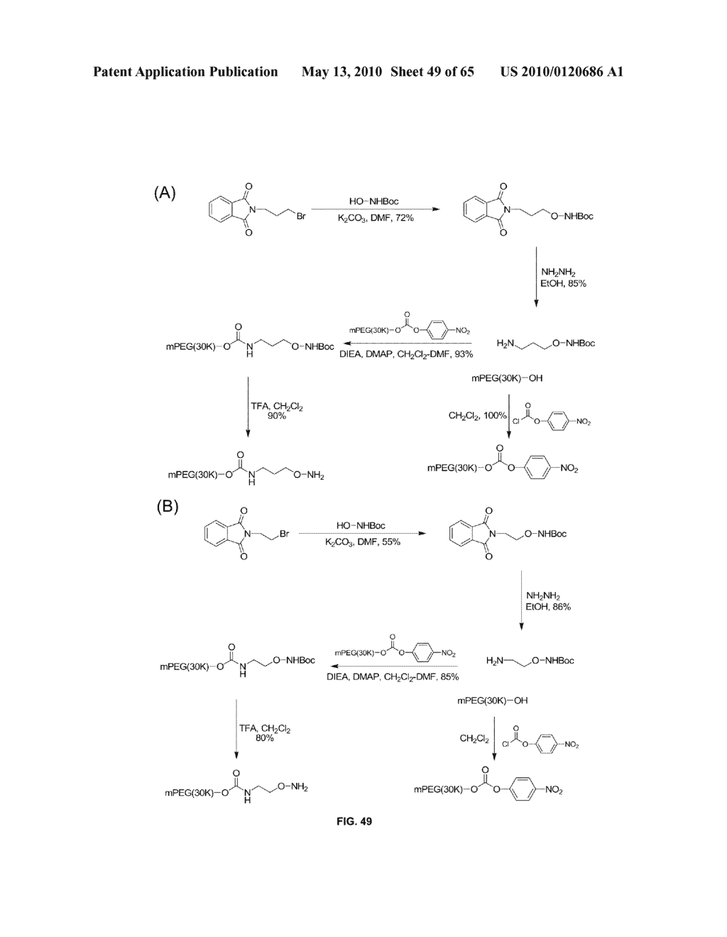 COMPOSITIONS CONTAINING, METHODS INVOLVING, AND USES OF NON-NATURAL AMINO ACIDS AND POLYPEPTIDES - diagram, schematic, and image 50