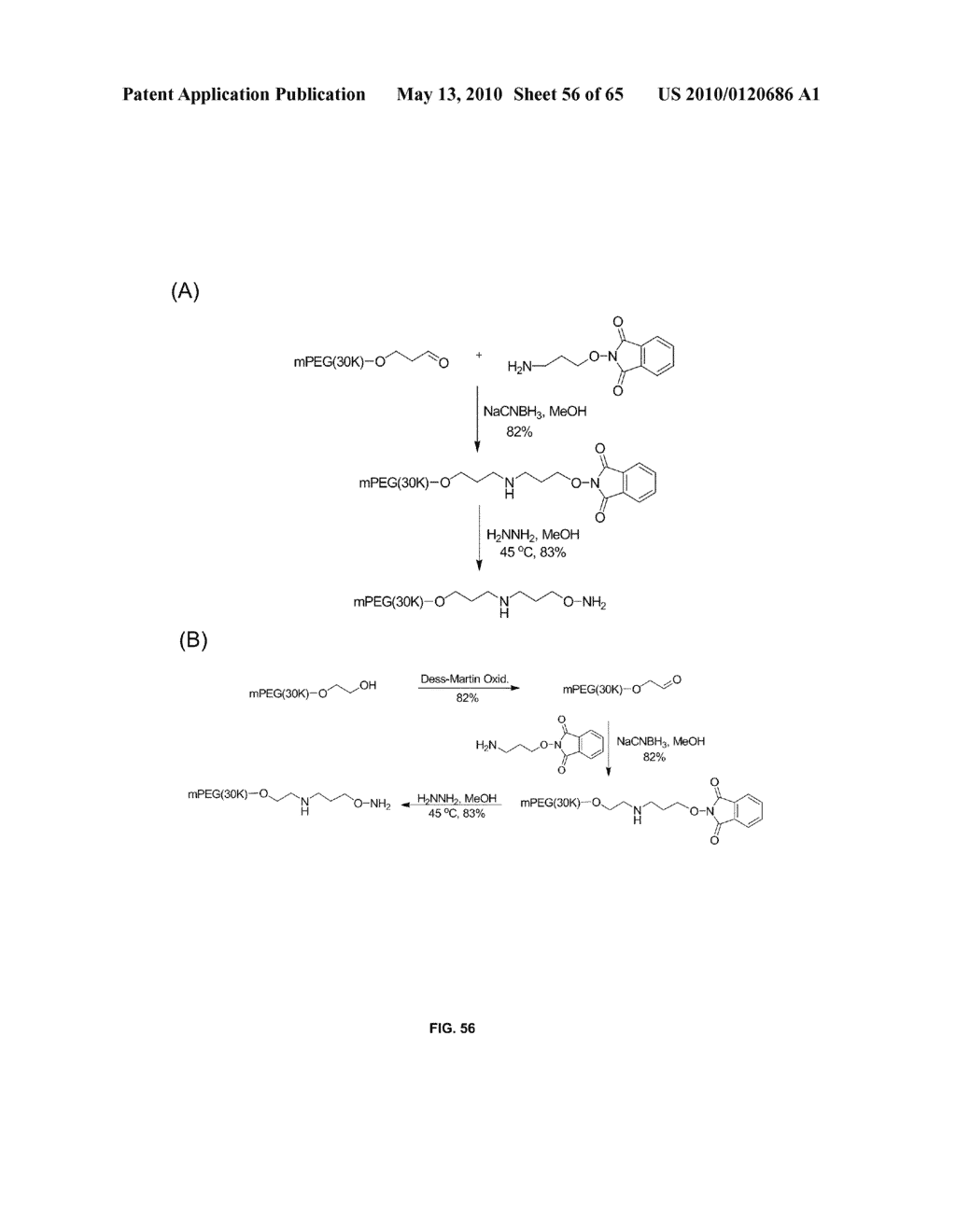 COMPOSITIONS CONTAINING, METHODS INVOLVING, AND USES OF NON-NATURAL AMINO ACIDS AND POLYPEPTIDES - diagram, schematic, and image 57