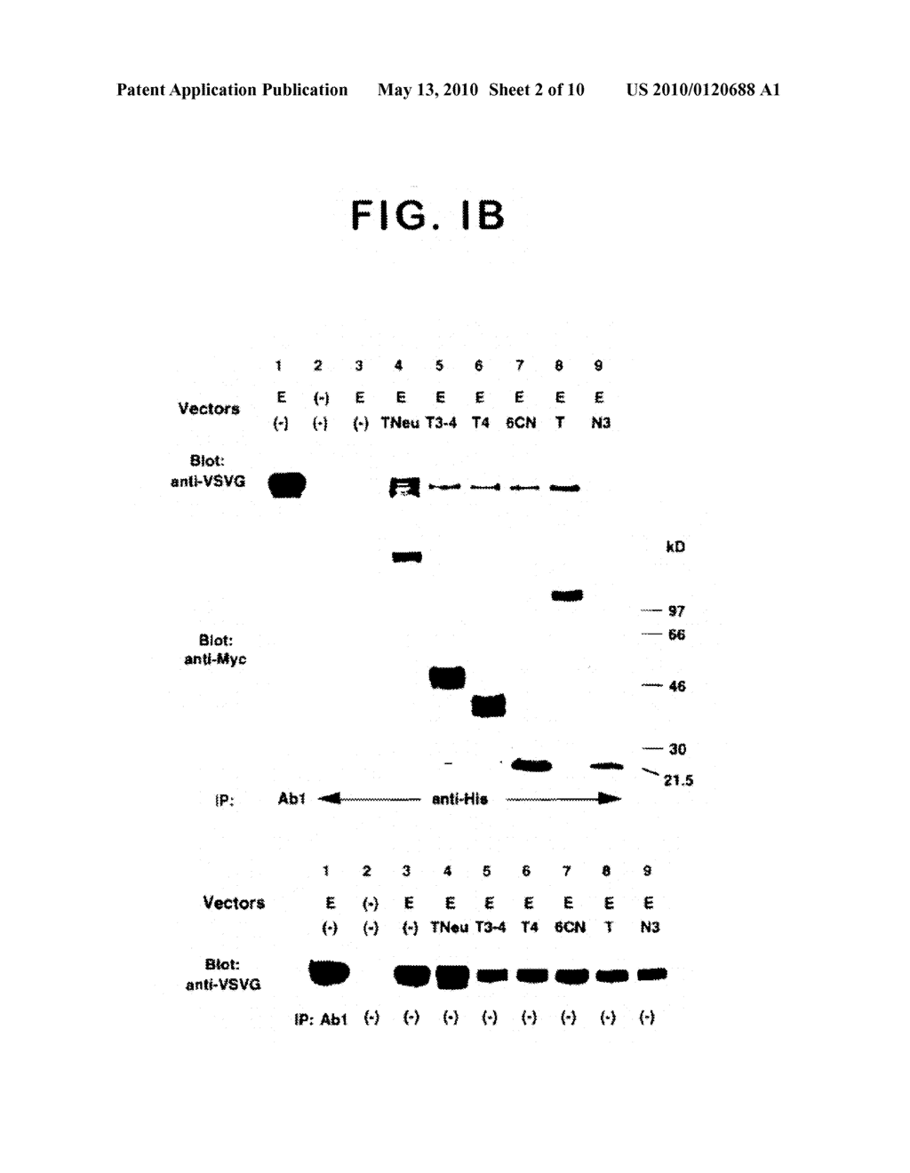 ErbB Interface Peptidomimetics And Methods Of Use Thereof - diagram, schematic, and image 03