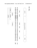 IDENTIFICATION AND USE OF SMALL MOLECULES TO MODULATE TRANSCRIPTION FACTOR FUNCTION AND TO TREAT TRANSCRIPTION FACTOR ASSOCIATED DISEASES diagram and image