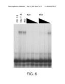 IDENTIFICATION AND USE OF SMALL MOLECULES TO MODULATE TRANSCRIPTION FACTOR FUNCTION AND TO TREAT TRANSCRIPTION FACTOR ASSOCIATED DISEASES diagram and image