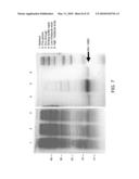 IDENTIFICATION AND USE OF SMALL MOLECULES TO MODULATE TRANSCRIPTION FACTOR FUNCTION AND TO TREAT TRANSCRIPTION FACTOR ASSOCIATED DISEASES diagram and image