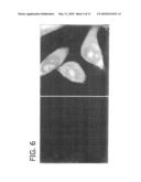 MEMBRANE-PERMEANT PEPTIDE COMPLEXES FOR TREATMENT OF SEPSIS diagram and image