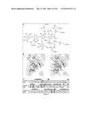 CRYSTAL STRUCTURE OF BIFUNCTIONAL TRANSGLYCOSYLASE PBP1B FROM E. COLI AND INHIBITORS THEREOF diagram and image