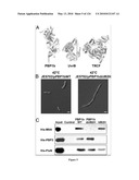 CRYSTAL STRUCTURE OF BIFUNCTIONAL TRANSGLYCOSYLASE PBP1B FROM E. COLI AND INHIBITORS THEREOF diagram and image