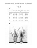 Disease resistance in plants by introducing transcription factor gene diagram and image