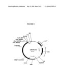 Cell Cycle Genes and Related Methods diagram and image