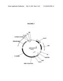 Cell Cycle Genes and Related Methods diagram and image