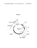 Cell Cycle Genes and Related Methods diagram and image