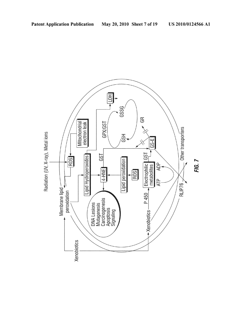 Protection against and treatment of ionizing radiation - diagram, schematic, and image 08