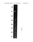 Method for the detection of gene transcripts in blood and uses thereof diagram and image