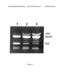 Method for the detection of gene transcripts in blood and uses thereof diagram and image