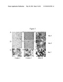 Pluripotent Stem Cell Culture on Micro-Carriers diagram and image