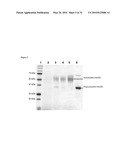 USE OF ISOQC INHIBITORS diagram and image