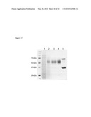 USE OF ISOQC INHIBITORS diagram and image