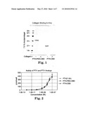 FUSION PROTEINS OF COLLAGEN-BINDING DOMAIN AND PARATHYROID HORMONE diagram and image