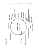 TREATMENT OF PSORIATIC ARTHRITIS WITH ANTI-CD70 ANTIBODY diagram and image