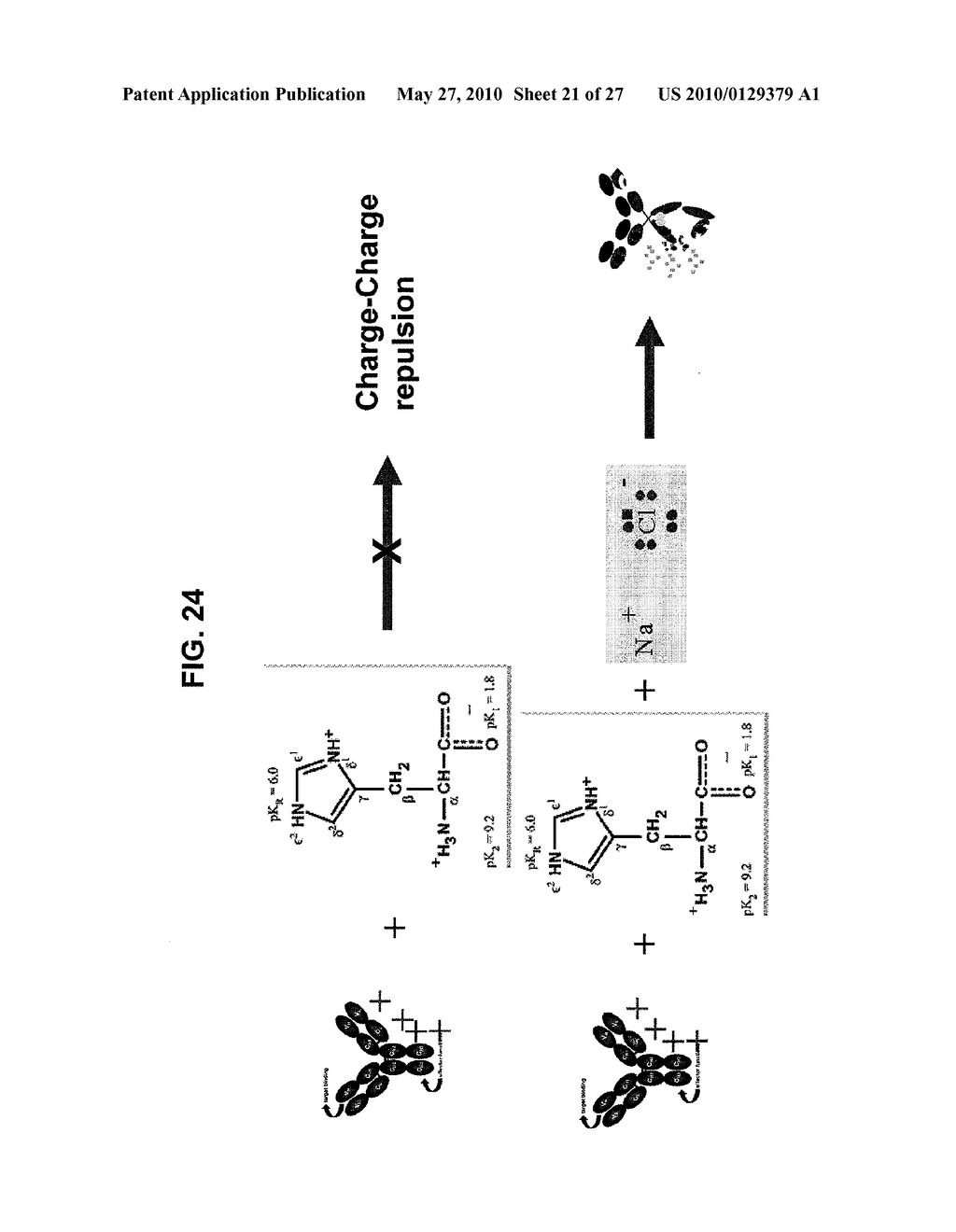 STABILIZED ANTIBODY FORMULATIONS AND USES THEREOF - diagram, schematic, and image 22