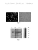 DOUBLE-EFFECTIVE VACCINE VECTOR AGAINST FOOT-AND-MOUTH DISEASE VIRUS (FMDV), METHODS OF PREPARING AND USING THE SAME diagram and image