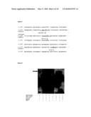USE OF GENETIC MODIFICATIONS IN HUMAN GENE CHK1 WHICH CODES FOR CHECKPOINT KINASE 1 diagram and image