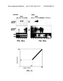 IDENTIFICATION OF CARDIAC SPECIFIC MYOSIN LIGHT CHAIN KINASE diagram and image