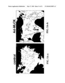 IDENTIFICATION OF CARDIAC SPECIFIC MYOSIN LIGHT CHAIN KINASE diagram and image