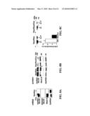 IDENTIFICATION OF CARDIAC SPECIFIC MYOSIN LIGHT CHAIN KINASE diagram and image