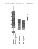 DISTINGUISHING PCA3 MESSENGER RNA SPECIES IN BENIGN AND MALIGNANT PROSTATE TISSUES diagram and image