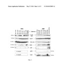 USE OF PLASMA HSP90 RELATED TO MALIGNANCY diagram and image