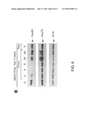 USE OF PLASMA HSP90 RELATED TO MALIGNANCY diagram and image